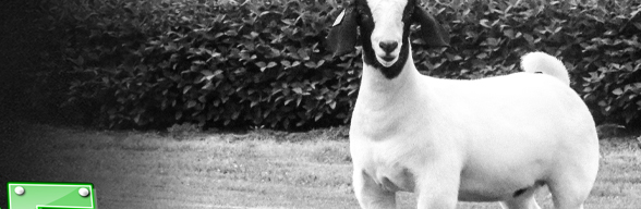 Pence Show Goats